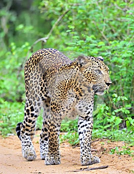 Leopard walking on a sand road. The Sri Lankan leopard Panthera pardus kotiya. Yala national Park. Sri Lanka