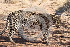 Leopard walking photo