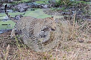 Leopard walking in South Africa
