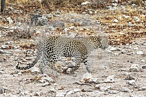 Leopard walking in steppe of Etosha Park