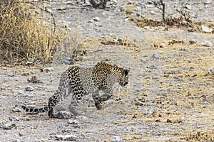 Leopard walking in steppe of Etosha Park