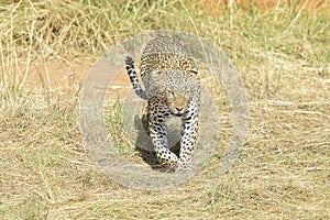 Leopard walking towards camera