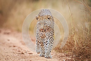 Leopard walking towards the camera.