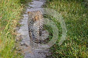 Leopard walking towards the camera.