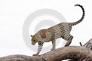 Leopard, Africa photo