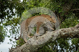 Leopard walking up lichen-covered branch lifting paw