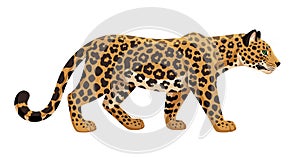 Leopard walking vector illustration. African leopard side view isolated on white background