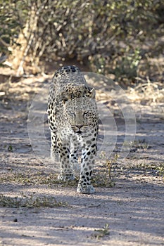 Leopard walking in the wild.