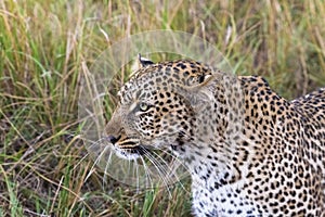 The leopard walks the savannah. Masai Mara, Kenya