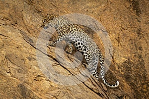 Leopard walks up steep rockface looking ahead