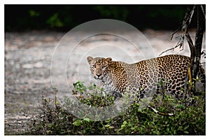 Leopard Wall Decor Print or Poster 24*16 inch