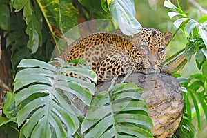 A leopard watches the surrounding area.