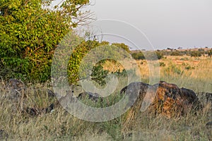 Leopard watching impala herd from behind rocks