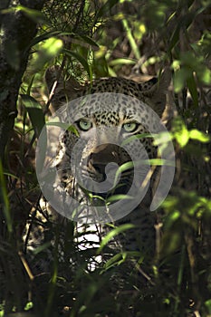 Leopard watching