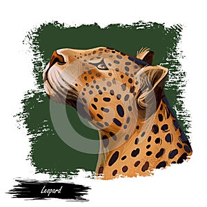 Leopard watercolor portrait of exotic animal. Profile of panther looking aside. Felidae family member, mammal with furry coat with