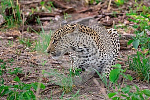 A leopard at the waterhole.