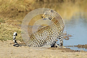 Leopard at waterhole