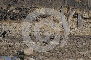 Leopard at a waterhole in Etosha National Park