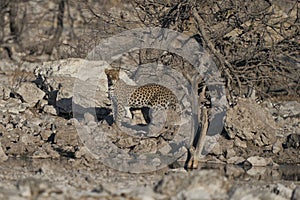 Leopard at a waterhole in Etosha National Park