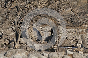 Leopard at a waterhole in Etosha National Park