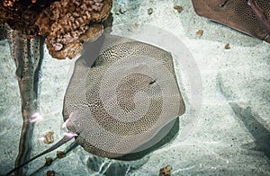 Leopard Whipray