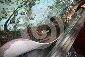 Leopard whipray (Himantura leoparda) in the pool