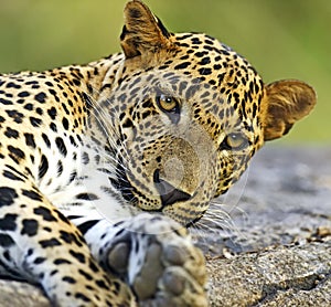 Leopard photo