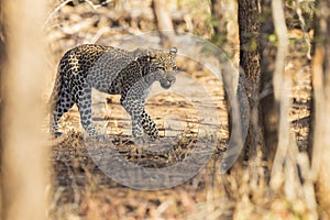 Leopard in wild in Kruger South Africa