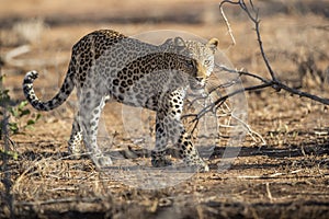 Leopard in wild in Kruger South Africa