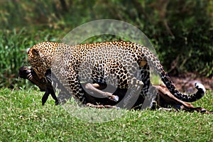 Leopard with wildebeest prey, Masai Mara