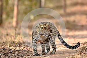 Leopard it the Wilderness bigcats photo