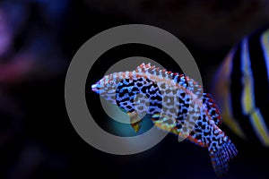 Leopard Wrasse - Macropharyngodon meleagris