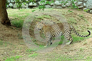 leopard & x28;Panthera Pardus& x29; standing full body portrait in nature