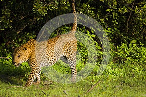 Leopard at Yala National Park , Sri Lanka