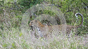 Leopard in Yala national park, Sri Lanka