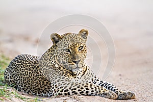 Leopard in Yala national park, Sri Lanka