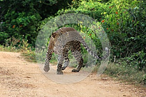 Leopard in Yala National Park in Sri Lanka photo