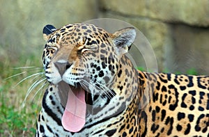 Leopard Yawning 2 photo