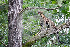 Leopard yawning