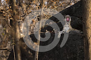 A leopard yawns while sitting on top of a rock on a summer afternoon at Pench National Park, Madhya Pradesh, India