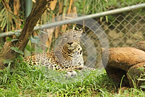 Leopard in zoo