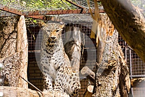 Leopard in a ZOO cage looking lifeless