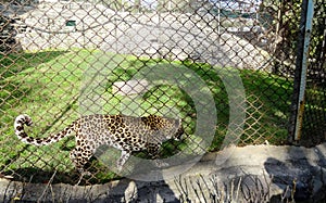 Leopard in a zoo craze in chatver zoo chandigarh photo