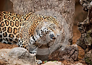 Leopard in a zoo Loro Parque photo