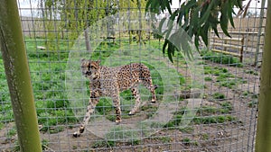 The Leopard in the Zoo at Wingham Wildlife Park, England, UK