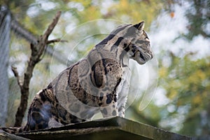 leopard at the zoologic park