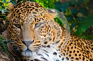Leopardess