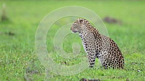 Leopardess in field of green