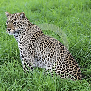 Leopardess sitting in grass