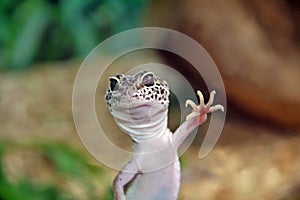 Leopardgecko